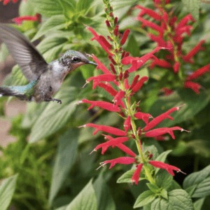 A hummingbird hovers near vibrant red flowers in a lush garden.